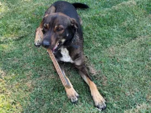 Cachorro raça SRD-ViraLata idade 2 anos nome Café