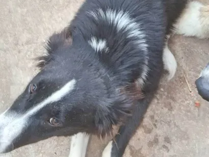 Cachorro raça Pastor Alemão idade 7 a 11 meses nome Mayla