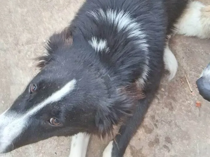 Cachorro ra a Pastor Alemão idade 7 a 11 meses nome Mayla