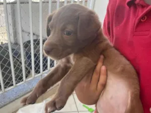 Cachorro raça SRD-ViraLata idade 2 a 6 meses nome Luna 