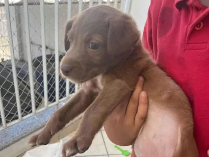 Cachorro raça SRD-ViraLata idade 2 a 6 meses nome Luna 