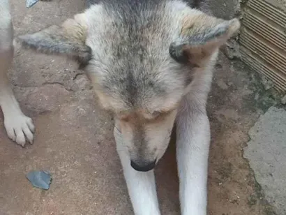 Cachorro raça Pastor Alemão idade 1 ano nome Neve