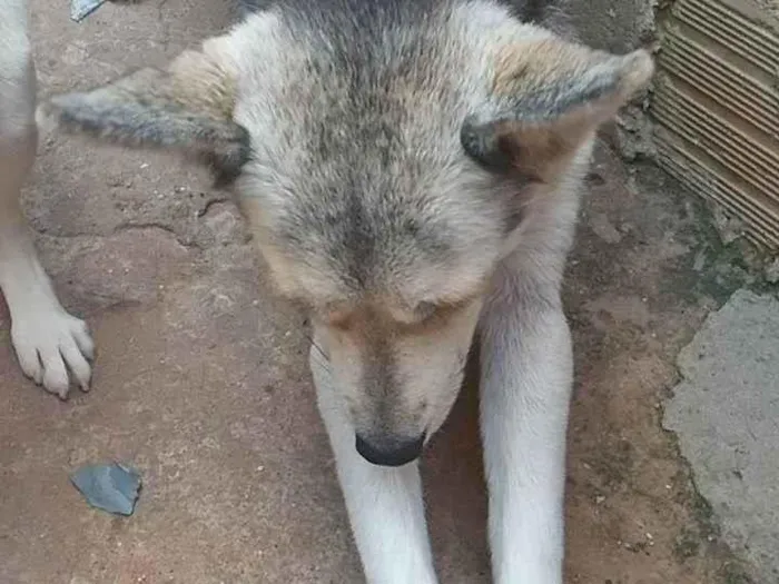 Cachorro ra a Pastor Alemão idade 1 ano nome Neve