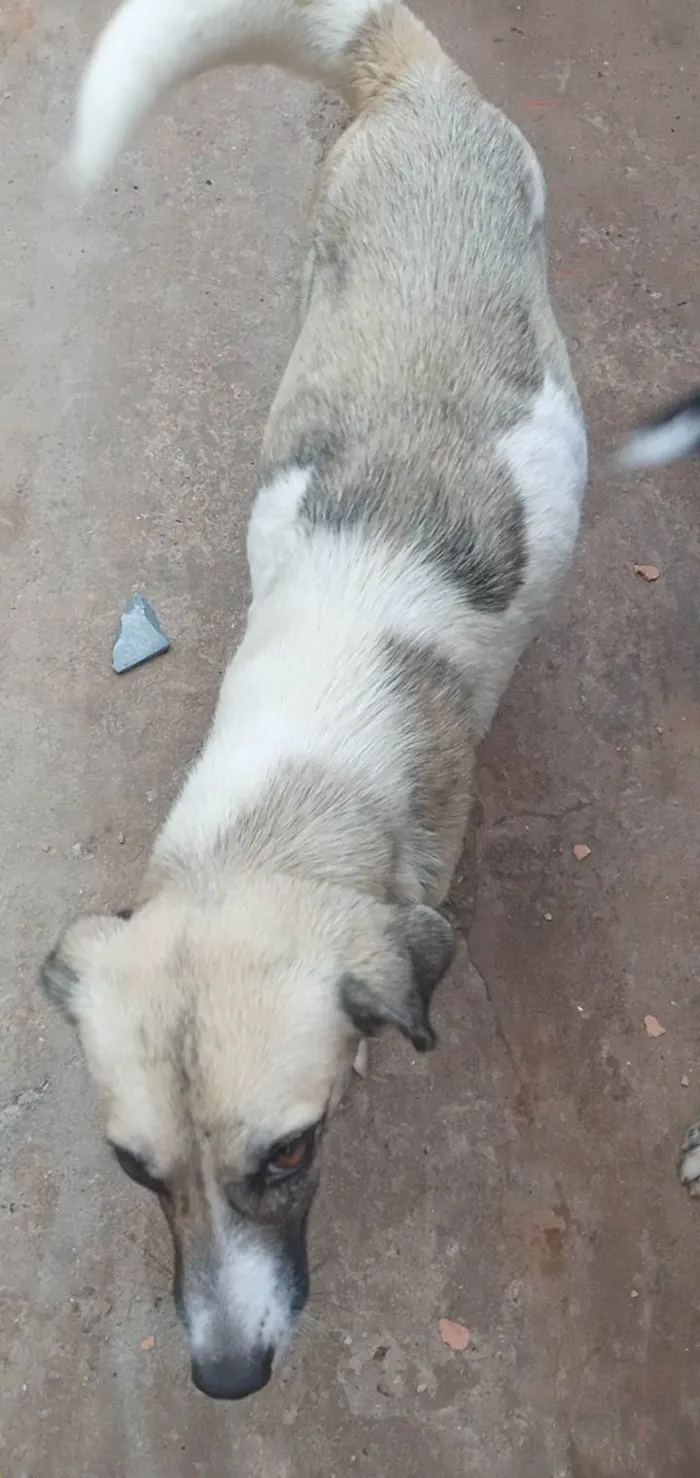 Cachorro ra a SRD-ViraLata idade 2 anos nome Jujuba