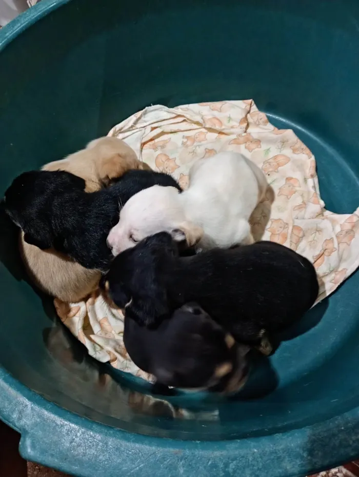 Cachorro ra a SRD-ViraLata idade Abaixo de 2 meses nome Ainda não tem nome