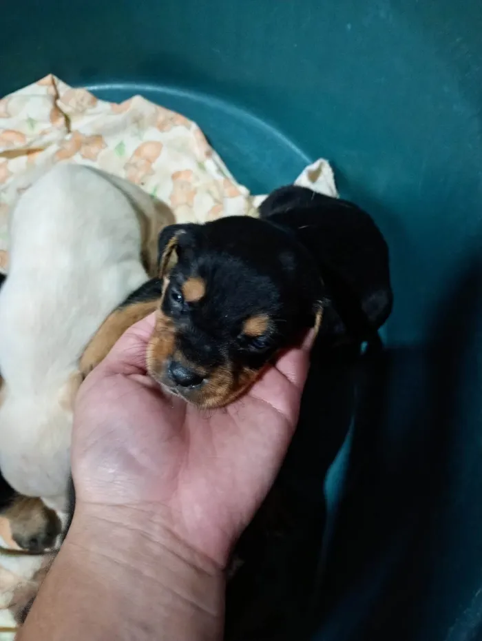 Cachorro ra a SRD-ViraLata idade Abaixo de 2 meses nome Ainda não tem nome