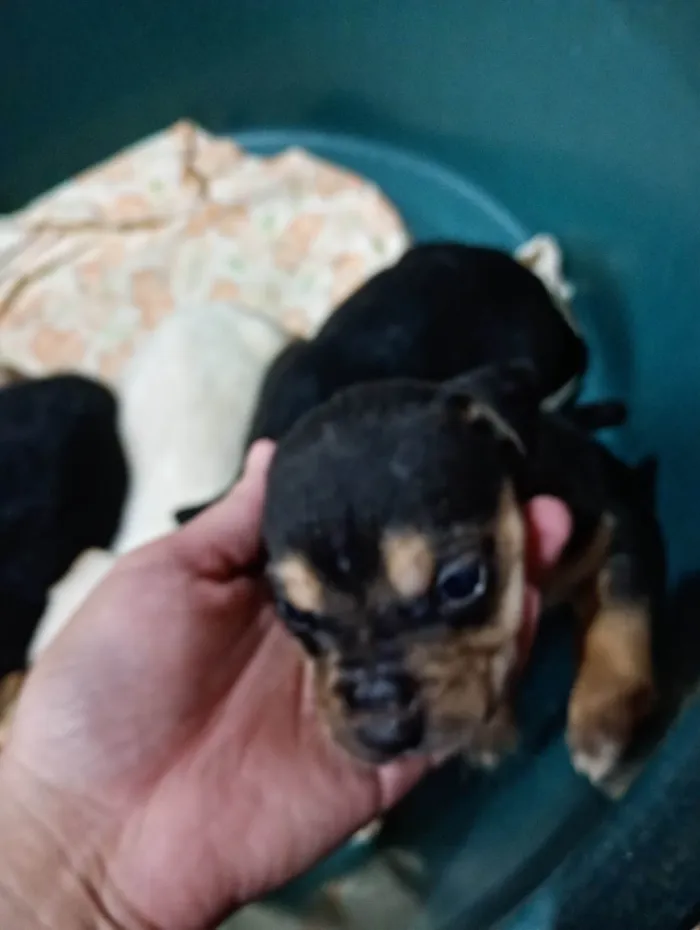 Cachorro ra a SRD-ViraLata idade Abaixo de 2 meses nome Ainda não tem nome
