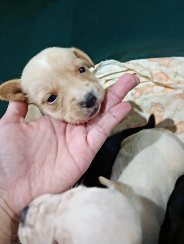 Cachorro ra a SRD-ViraLata idade Abaixo de 2 meses nome Ainda não tem nome