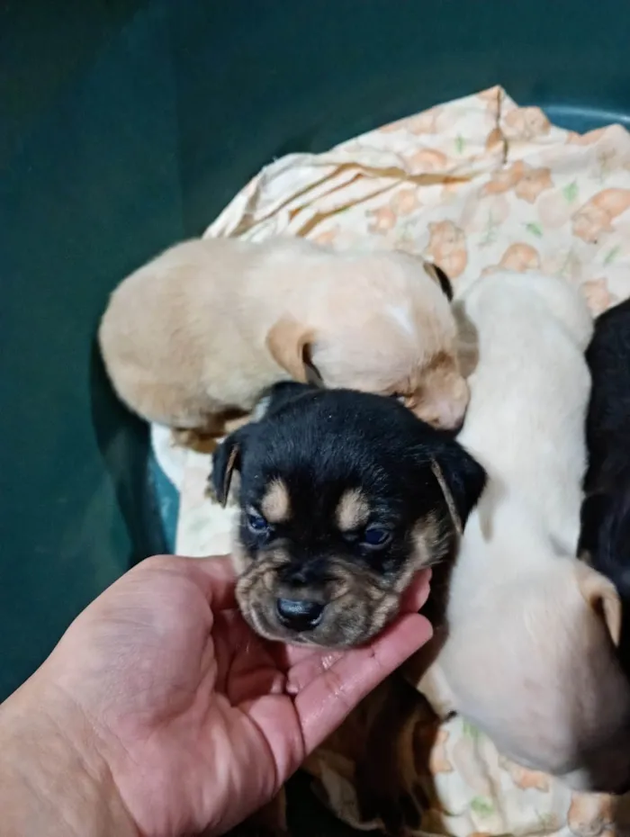 Cachorro ra a SRD-ViraLata idade Abaixo de 2 meses nome Ainda não tem nome