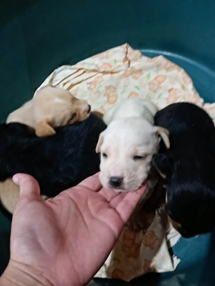 Cachorro ra a SRD-ViraLata idade Abaixo de 2 meses nome Ainda não tem nome