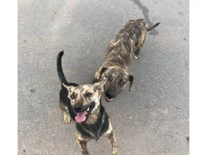 Cachorro raça SRD-ViraLata idade 1 ano nome Carinhosa e Tigresa