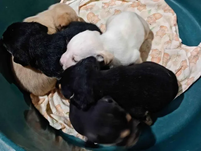 Cachorro ra a SRD-ViraLata idade Abaixo de 2 meses nome Ainda não tem nome