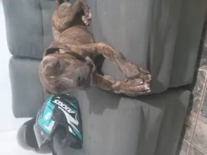 Cachorro raça SRD-ViraLata idade 7 a 11 meses nome Chico 