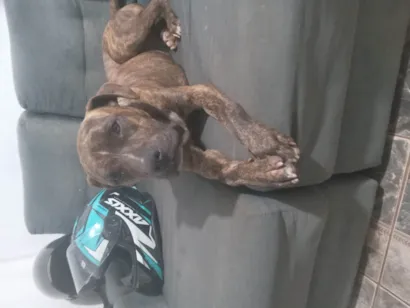 Cachorro raça SRD-ViraLata idade 7 a 11 meses nome Chico