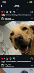 Cachorro ra a Labrador idade 6 ou mais anos nome Beatriz 