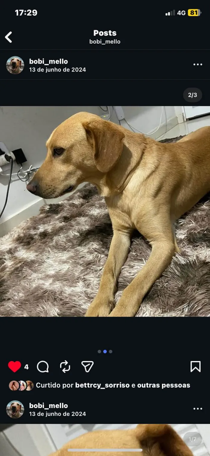 Cachorro ra a Labrador idade 6 ou mais anos nome Beatriz 