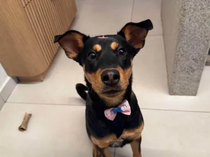 Cachorro raça SRD-ViraLata idade 7 a 11 meses nome Pipa