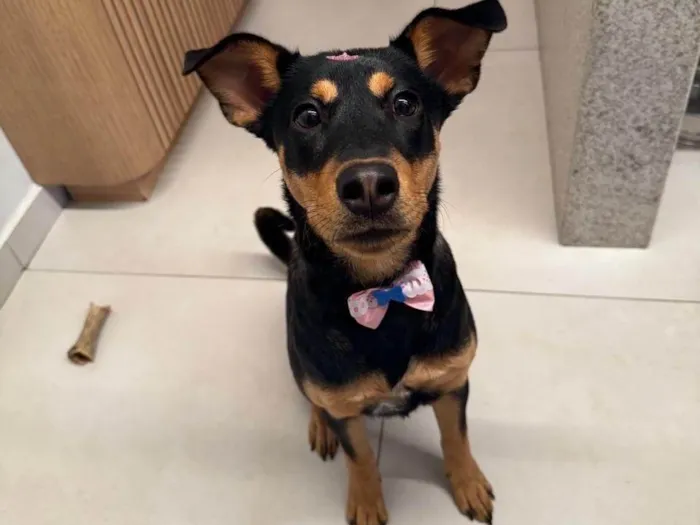 Cachorro ra a SRD-ViraLata idade 7 a 11 meses nome Pipa