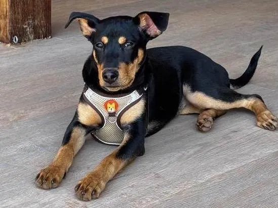Cachorro ra a SRD-ViraLata idade 7 a 11 meses nome Pipa