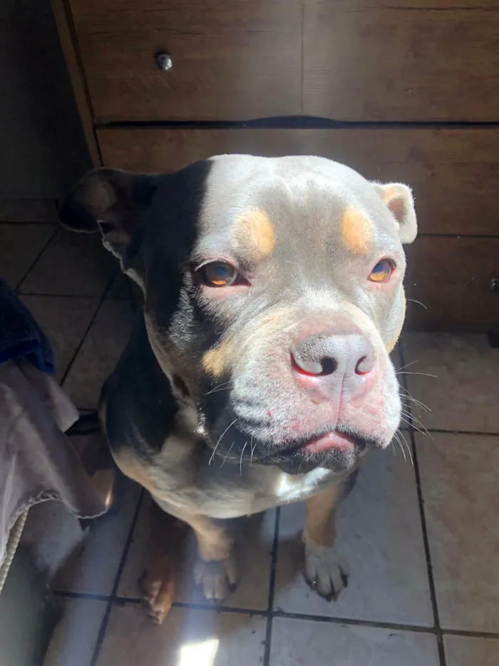 Cachorro ra a Pit-Bull idade 3 anos nome Ravi