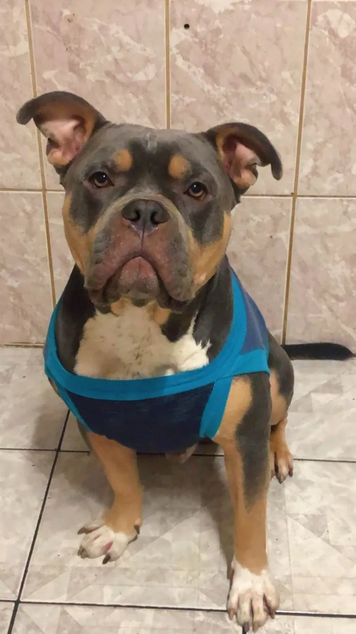 Cachorro ra a Pit-Bull idade 3 anos nome Ravi