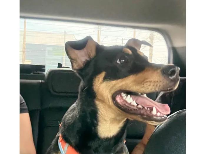 Cachorro ra a SRD-ViraLata idade 7 a 11 meses nome Pipa