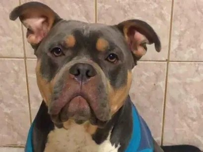Cachorro raça Pit-Bull idade 3 anos nome Ravi