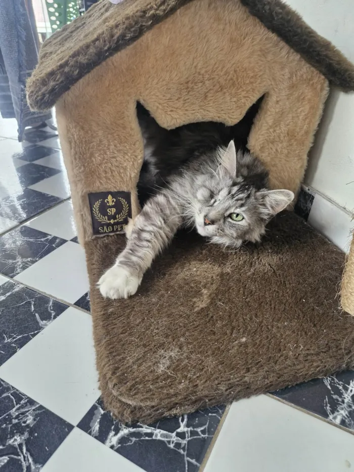 Gato ra a SRD-ViraLata idade 6 ou mais anos nome Sebastian 