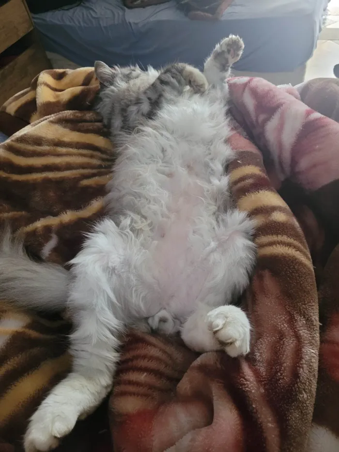 Gato ra a SRD-ViraLata idade 6 ou mais anos nome Sebastian 