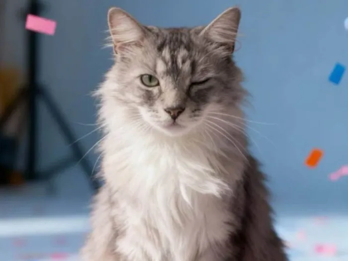 Gato ra a SRD-ViraLata idade 6 ou mais anos nome Sebastian 