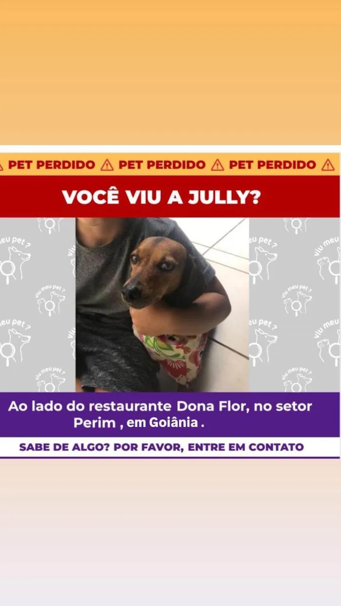 Cachorro ra a Basset-Cofap idade 6 ou mais anos nome Jully