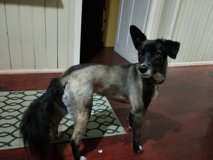 Cachorro ra a SRD-ViraLata idade 4 anos nome Susy