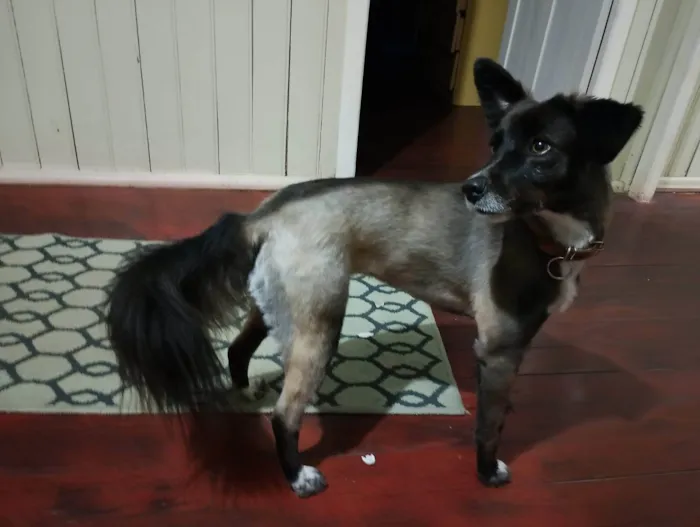 Cachorro ra a SRD-ViraLata idade 4 anos nome Susy