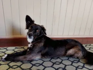 Cachorro raça SRD-ViraLata idade 4 anos nome Susy