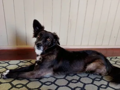 Cachorro raça SRD-ViraLata idade 4 anos nome Susy