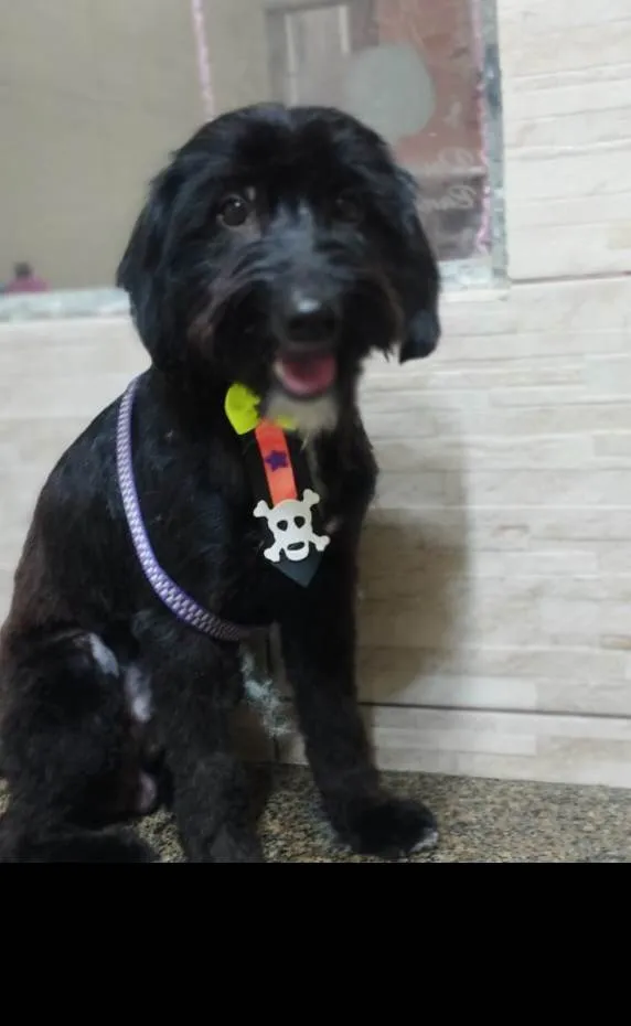 Cachorro ra a SRD-ViraLata idade 1 ano nome Azeitona