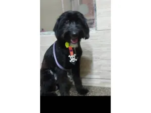 Cachorro raça SRD-ViraLata idade 1 ano nome Azeitona