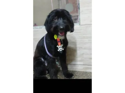 Cachorro raça SRD-ViraLata idade 1 ano nome Azeitona