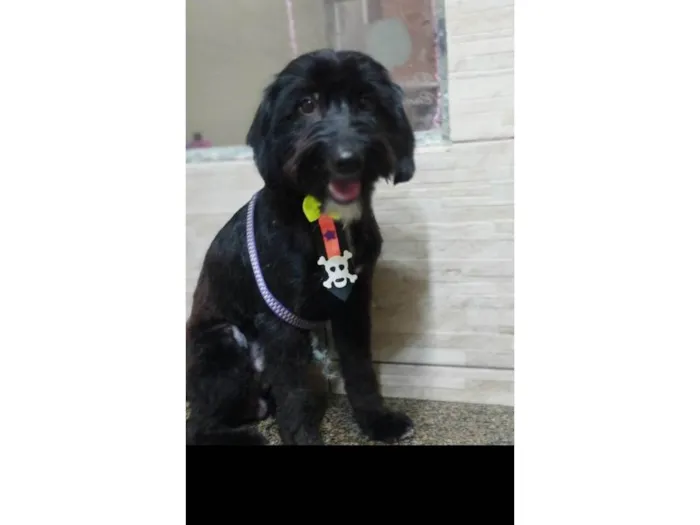 Cachorro ra a SRD-ViraLata idade 1 ano nome Azeitona