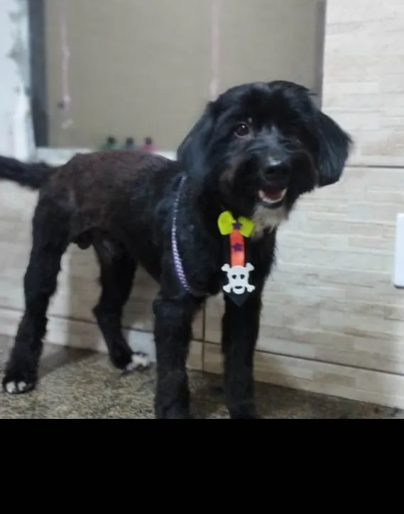 Cachorro ra a SRD-ViraLata idade 1 ano nome Azeitona