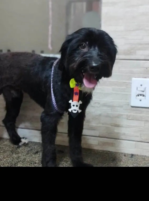 Cachorro ra a SRD-ViraLata idade 1 ano nome Azeitona