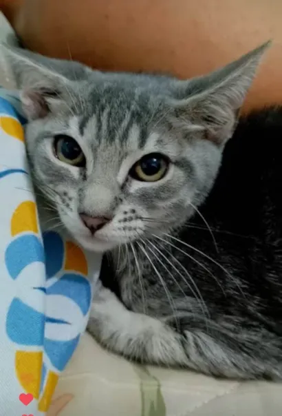 Gato raça Ashera idade 7 a 11 meses nome Rubi