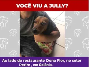 Cachorro raça Basset-Cofap idade 6 ou mais anos nome Jully