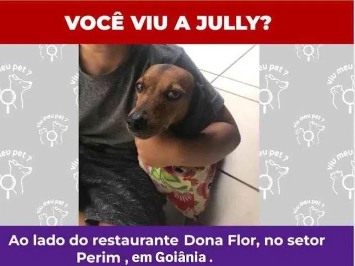 Cachorro ra a Basset-Cofap idade 6 ou mais anos nome Jully