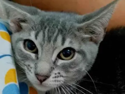 Gato raça Ashera idade 7 a 11 meses nome Rubi