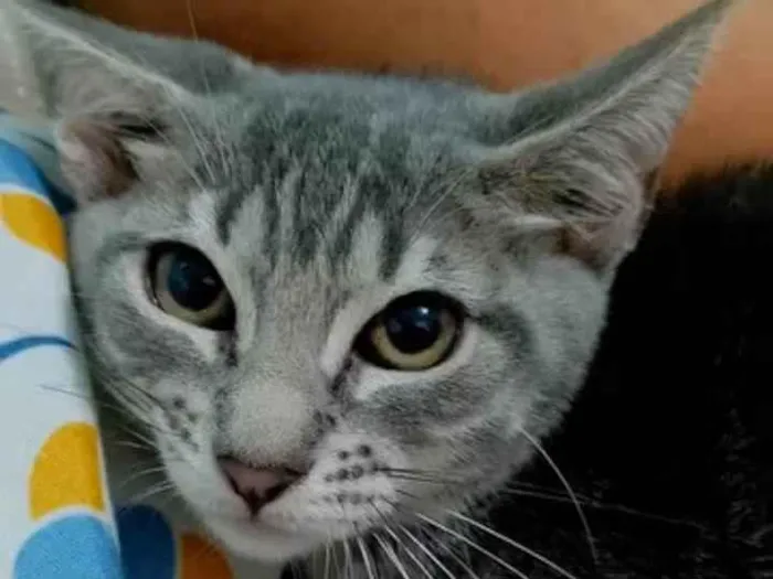 Gato ra a Ashera idade 7 a 11 meses nome Rubi