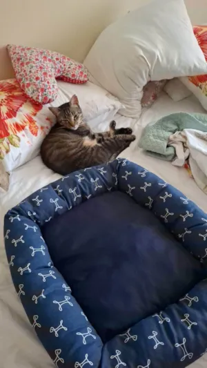 Cachorro raça SRD-ViraLata idade 2 anos nome Gato