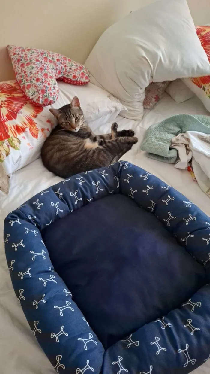 Cachorro ra a SRD-ViraLata idade 2 anos nome Gato