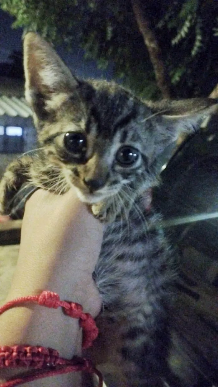 Gato ra a SRD-ViraLata idade Abaixo de 2 meses nome sem nome ainda