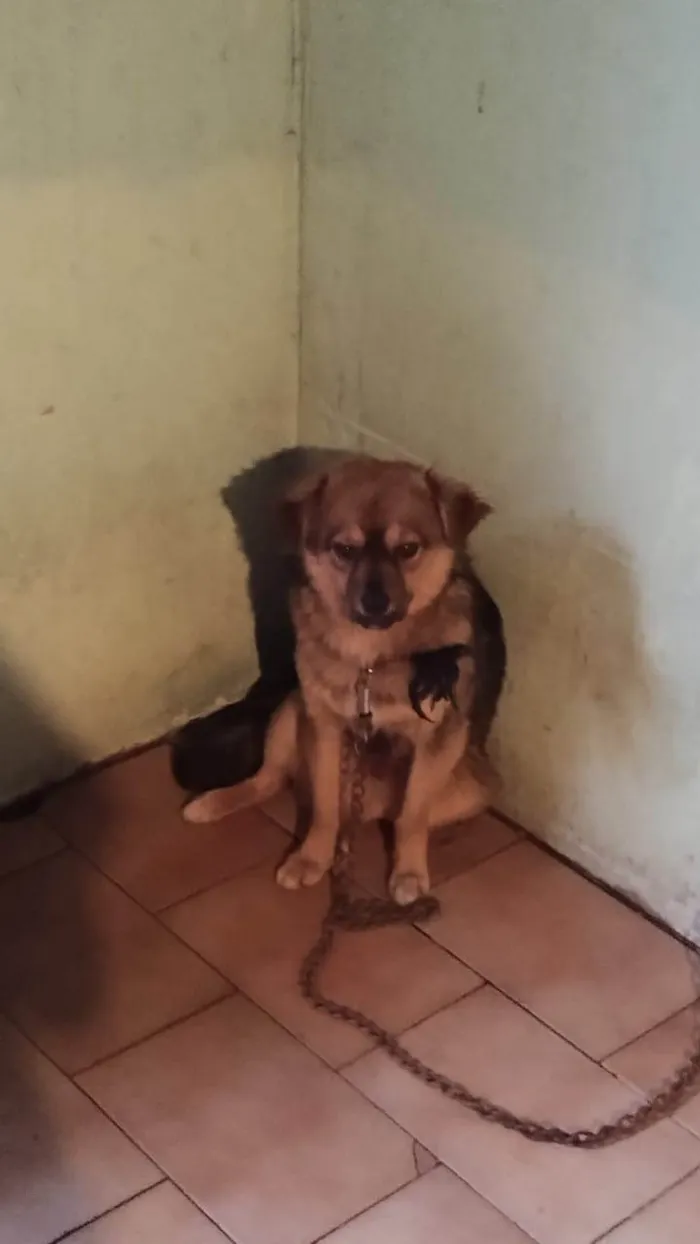 Cachorro ra a Pastor Alemão idade 7 a 11 meses nome Zeus